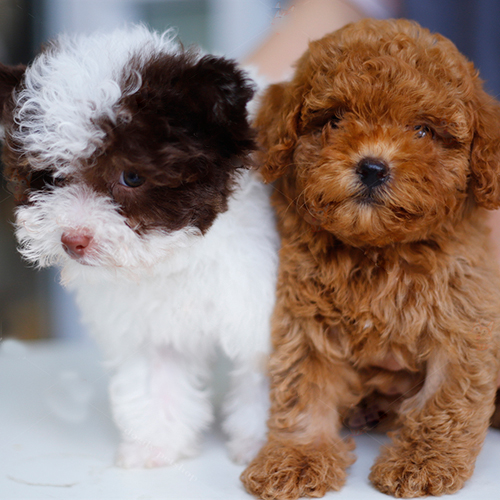Hai chú Poodle nâu đỏ và bò sữa đáng yêu, lông xoăn mềm mịn.