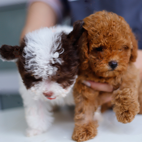 Hai chú chó Poodle dễ thương với bộ lông xoăn, một bé màu bò sữa và một bé nâu đỏ.