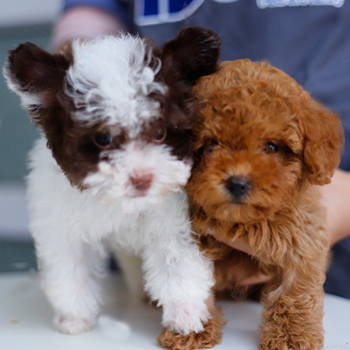 Poodle bò sữa và Poodle nâu đỏ đáng yêu đứng cạnh nhau.