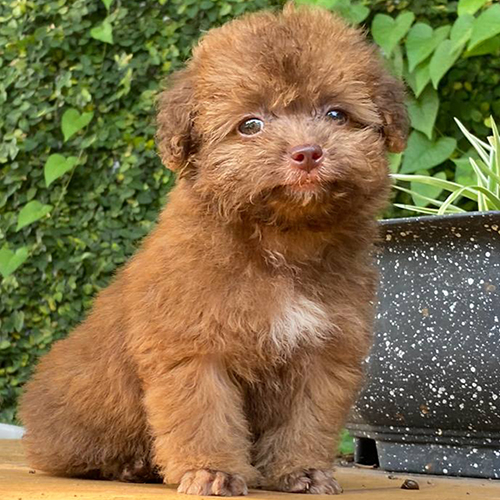 Chó Poodle lông xám hồng đáng yêu ngồi tạo dáng.