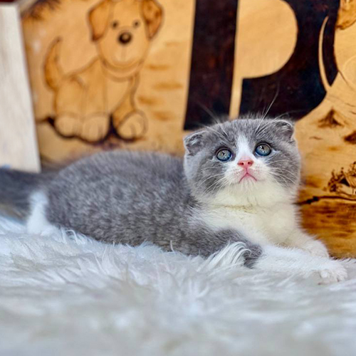 Mèo Scottish tai cụp màu bicolor xám trắng đáng yêu