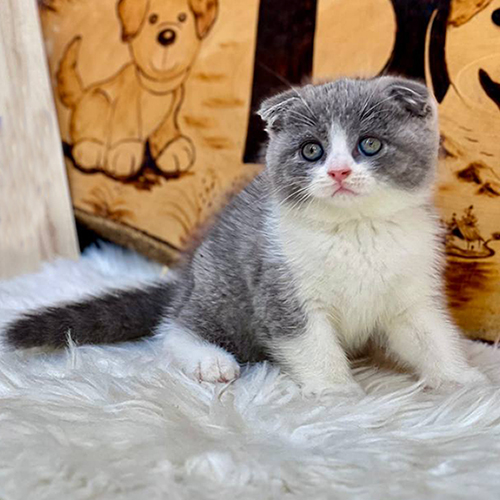 Mèo Scottish tai cụp bicolor lông xám trắng