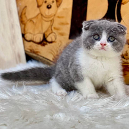 Mèo Scottish Fold lông xám trắng, tai cụp, mắt tròn đáng yêu.