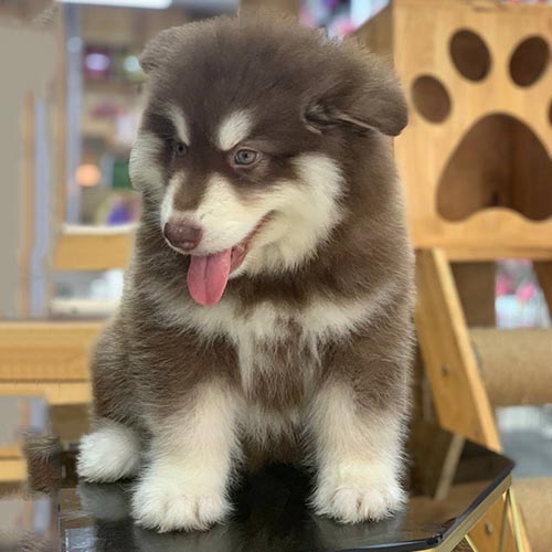 Chó Alaska với bộ lông dày và vạm vỡ