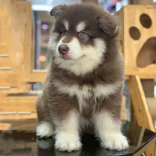 Chó Alaska con lông nâu đỏ có dấu hiệu bỏ ăn