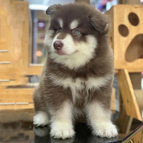 Chó Alaska 3 tháng tuổi lông nâu đỏ bồng bềnh
