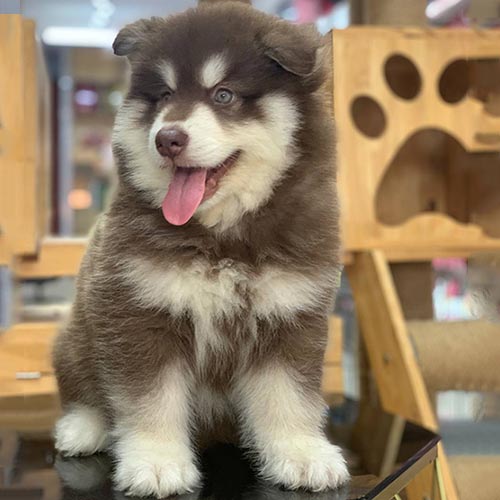 Chó Alaska nâu đỏ thuần chủng, ngồi tại cửa hàng thú cưng