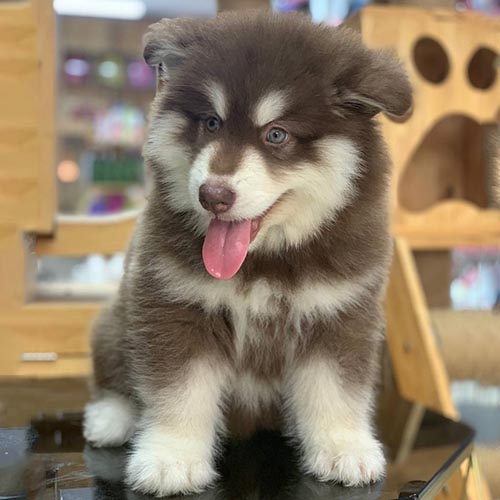 Chó Alaska thè lưỡi – biểu hiện sốc nhiệt, cần được làm mát nhanh