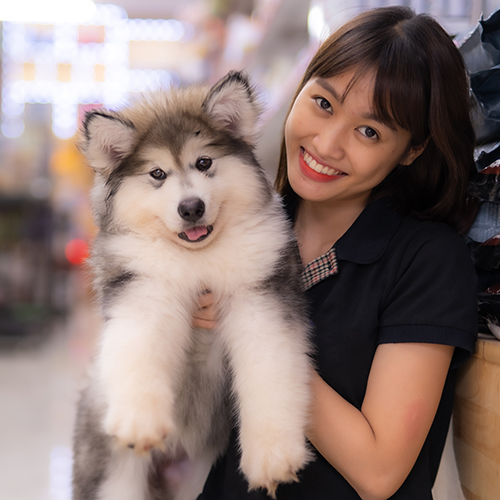 Bé Alaska Giant lông xám trắng đáng yêu được bế bởi cô gái mỉm cười rạng rỡ
