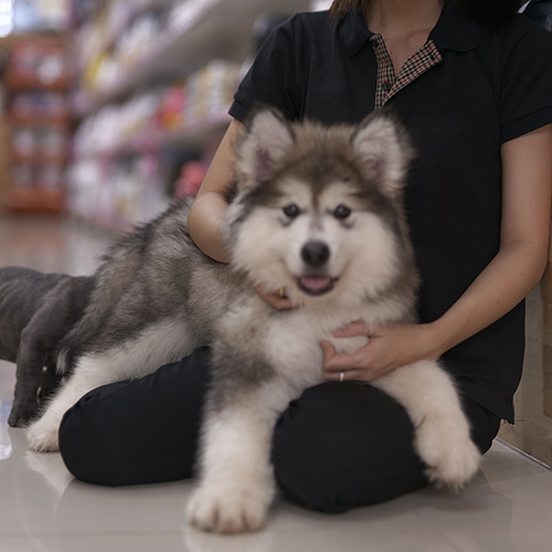 Chó Alaska nằm trong lòng chủ, được chăm sóc trong môi trường cửa hàng thú cưng