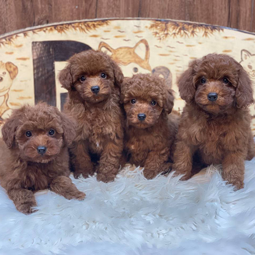 Đàn chó Poodle thuần chủng lông xoăn nâu đỏ, đáng yêu và dễ chăm sóc