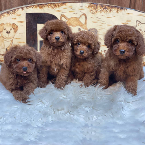 Bốn chú chó Poodle con lông nâu đáng yêu trên thảm trắng.