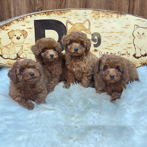 Bốn chú chó Poodle con lông nâu đỏ đáng yêu trên thảm trắng.