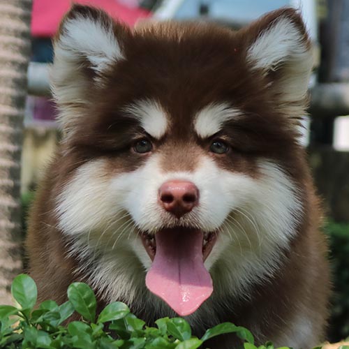 Chó Alaska mặt tròn đáng yêu 3 tháng tuổi