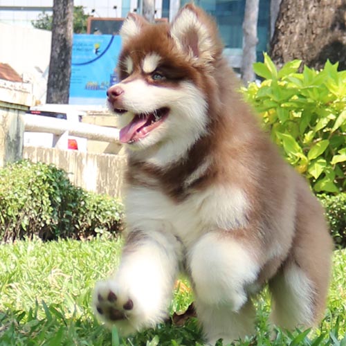 Chó Alaska nâu đỏ hoạt bát chạy nhảy ngoài trời