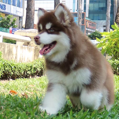 Chó Alaska Nga màu nâu đỏ hiếm đang chạy trên bãi cỏ