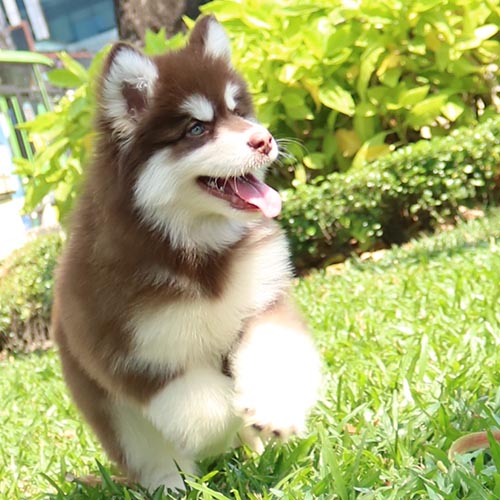 Chó Alaska bự lông nâu đỏ chạy trên cỏ