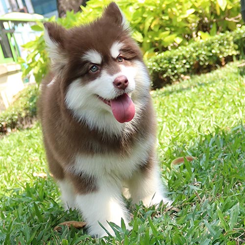 Chó Alaska mặt ngáo vui vẻ chạy trên thảm cỏ xanh