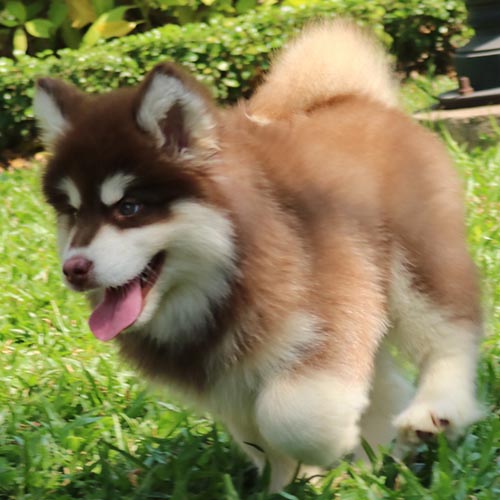 Chó Alaska con lông nâu đỏ chạy nhảy trên bãi cỏ