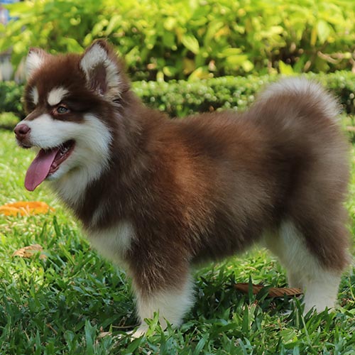 Chó Alaska con lông nâu trắng đứng oai vệ trên bãi cỏ xanh