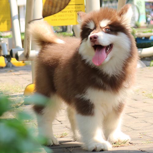 Chó Alaska dáng đi bình thường, không bị hạ bàn