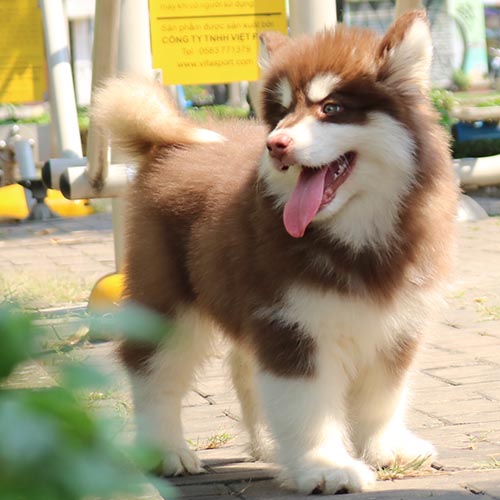 Chó Alaska nâu đỏ đứng ngoài trời nắng