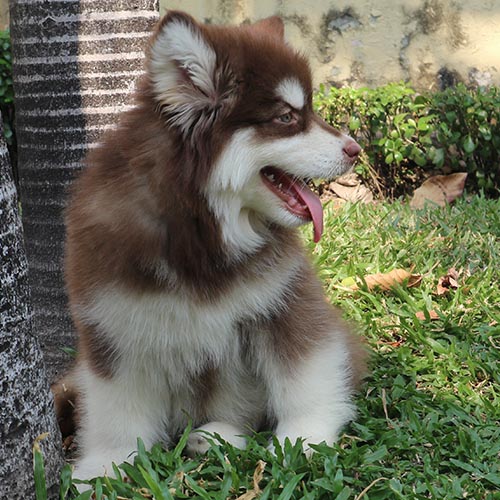 Chó Alaska Malamute lông ngắn, năng động và thông minh, đang ngồi thư giãn ngoài trời.