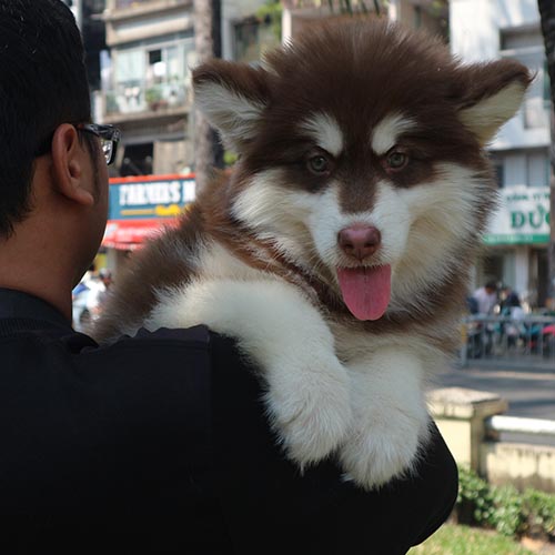 Chó Alaska con nâu đỏ được bế trên tay ngoài trời
