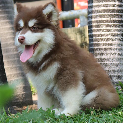 Chó Alaska Malamute con với bộ lông nâu đỏ trắng, dễ thương, tại Chomeocanh.com.