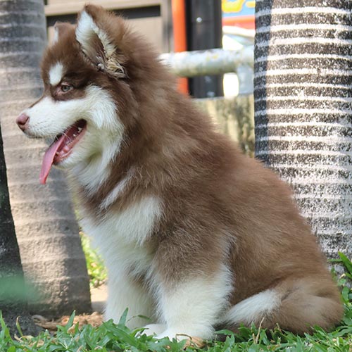 Chó Alaska con lông nâu trắng ngồi ngoài trời, lưỡi thè ra vui vẻ