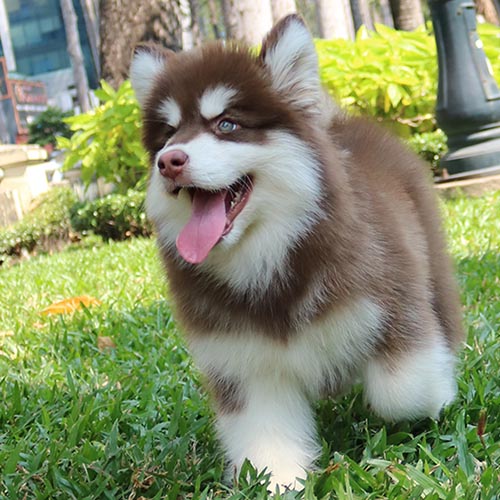 Chó Alaska lông dài nâu đỏ đi dạo trong công viên