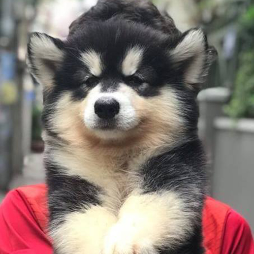 Chó Alaska đen trắng siêu đáng yêu