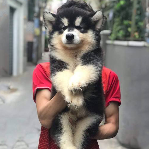 Chó Alaska đen trắng bị viêm da cần chăm sóc đúng cách