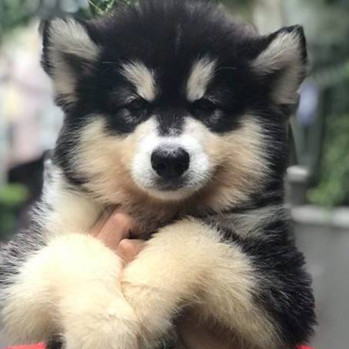 Chó Alaska đen trắng rụng lông vào mùa nào