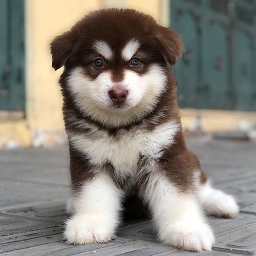Chó Alaska con thuần chủng lông nâu trắng ngồi vững chãi, ánh mắt tinh nhanh