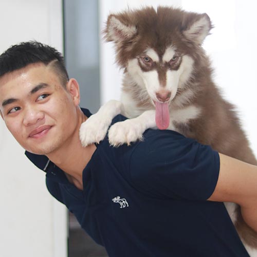 Chó Alaska con thân thiện đang được cõng trên lưng