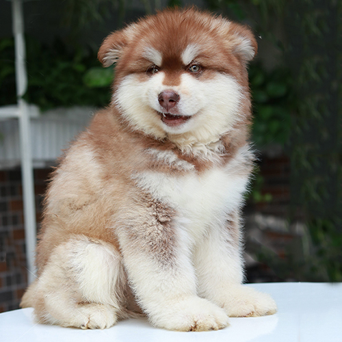 Chó Alaska nâu đỏ với lông dày ngồi tạo dáng