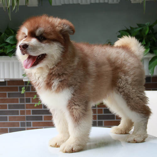 Chó Alaska nâu đỏ lông dài đứng trên bàn