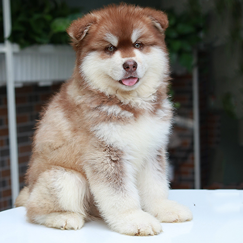 Chó Alaska nâu đỏ Mật Pet Family cực dễ thương