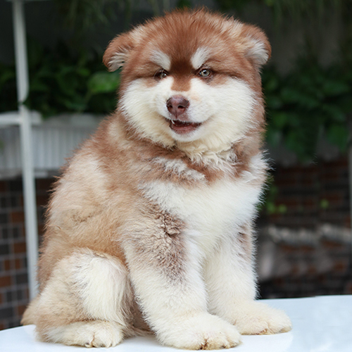 Chó Alaska Malamute lông nâu đỏ ngồi trên bàn trắng ngoài trời