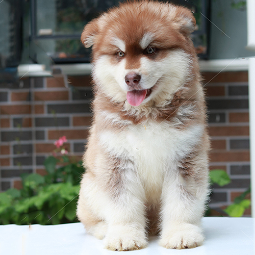 Chó Alaska con nâu đỏ ngồi trên bàn trắng