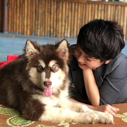 Chó Alaska con nằm bên chủ, giai đoạn 2–6 tháng tuổi