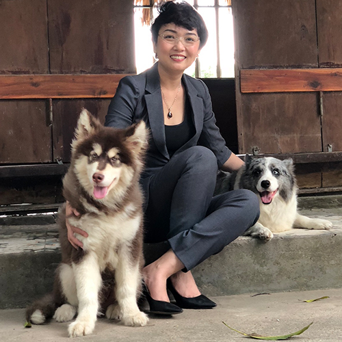 Chó Alaska Malamute thông minh và trung thành