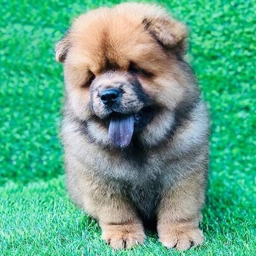 Chó Chow Chow con màu nâu đỏ với lưỡi tím đặc trưng, ngồi trên thảm cỏ xanh