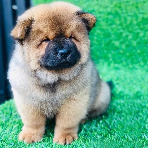 Chó Chow Chow lông nâu sẫm đứng trên nền cỏ xanh