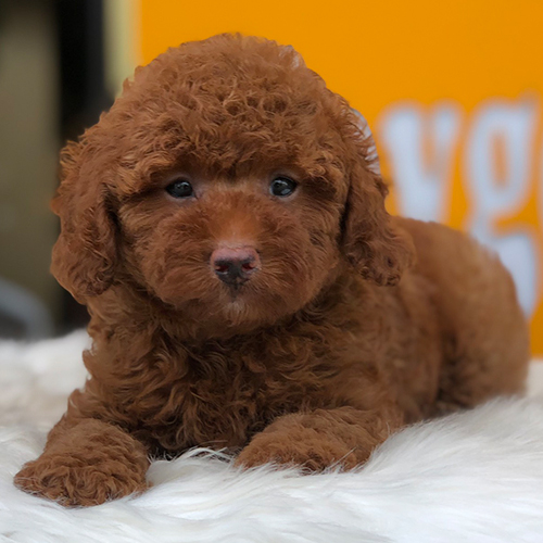 Chó Poodle nâu đỏ đáng yêu, rụng lông rất ít.