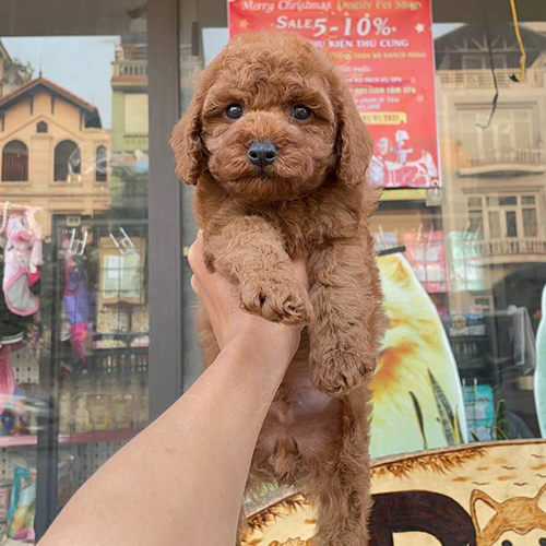 Chó Poodle con lông nâu đỏ được bế trước cửa hàng thú cưng.