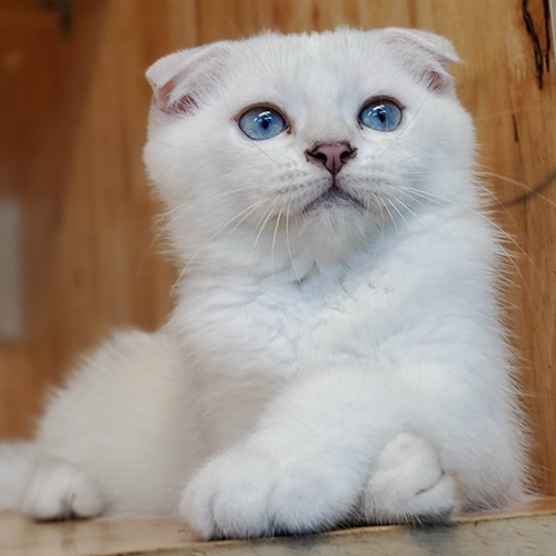 Mèo Scottish Fold trắng, tai cụp, mắt xanh nổi bật.