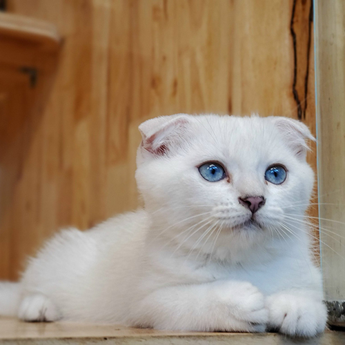 Mèo Scottish Fold trắng mắt xanh nằm thư giãn, cần được vệ sinh tai thường xuyên.