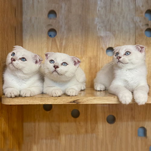 Ba chú mèo Scottish Fold con lông trắng, tai cụp, mắt xanh, nằm trên kệ gỗ.